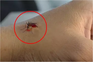 best hospital for malaria treatment in purnia, best doctor for malaria treatment in purnia, cost of malaria treatment in shahjahanpu